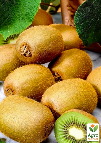 Ексклюзив! Ківі самозапильний коричневий злегка волокнист з м'якоттю смарагдового кольору "Мілфорд" (Milford) (преміальний сорт)