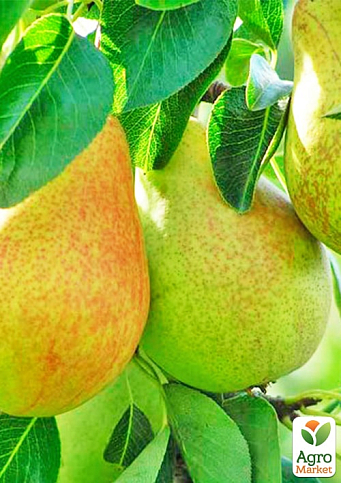 Груша "Смеричка" (зимний сорт, поздний срок созревания)