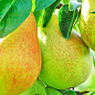 Груша "Смеричка" (зимний сорт, поздний срок созревания)