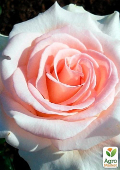 Роза чайно-гібридна "Вівальді" (саджанець класу АА +) вищий сорт1