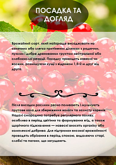 Ексклюзив! Порічка "Red Luck (Червона удача)" (середньопізній термін дозрівання, має великі, тверді та блискучі ягоди)15