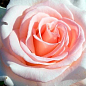 Роза чайно-гибридная "Вивальди" (саженец класса АА+) высший сорт