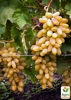 Виноград "Тімур" (ранній термін дозрівання)2