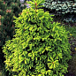 Ялина Баррі "Picea abies Barryi" (горщик P9)