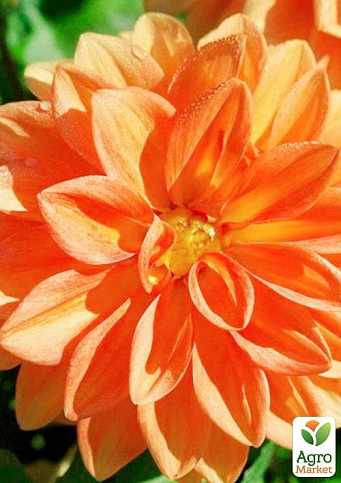 LMTD Георгина низкорослая крупноцветковая "Figaro Orange" (цветущая) - фото 2