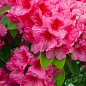 Рододендрон розовый "Кермезина Розеа" (Kermesina Rose)