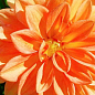 LMTD Георгина низкорослая крупноцветковая "Figaro Orange" (цветущая) купить