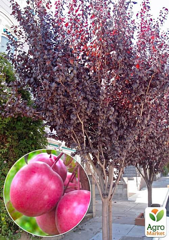 Слива "Нигра" (літній сорт, середній термін дозрівання)