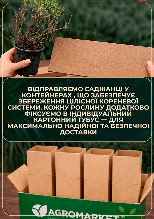 Андромеда многолистная "Блю Айс" контейнер С1