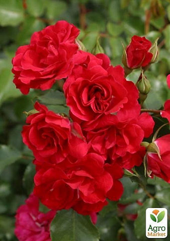 Роза флорибунда "Ротилия"  (саженец класса АА+) высший сорт