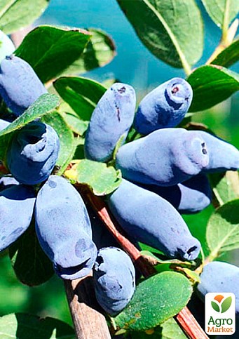 Жимолость "Блакитне Веретено" (ранній термін дозрівання, не урожається хворобами і шкідниками) - фото 2