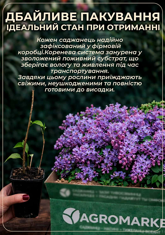 Бузок щеплений "Аліса Харді" висота 50-100см, капсула