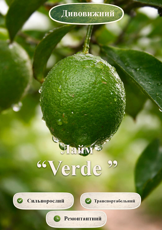 Эксклюзив! Лайм "Verde (Зеленый лайм)" (укорененный черенок)