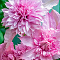 LMTD Клематис 3-х річний "Multi Pink" (висота 60-80 см)