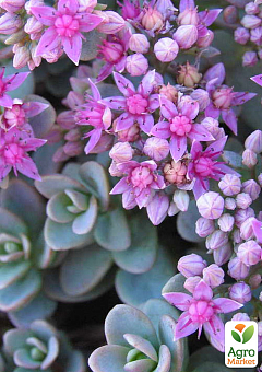 Очиток синій "Rasenteppich" (Sedum cyaneum)3