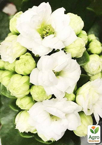 Каланхоэ Блоссфельда "White" (Kalanchoe Blossfeldiana) (Нидерланды) - фото 3