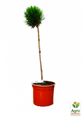 Сосна на штамбі "Хагоромо сідлінг" (Pinus parviflora "Hagoromo Seedling") С2, висота від 30-50см - фото 2