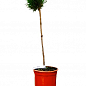 Сосна на штамбе "Хагоромо сидлинг" (Pinus parviflora "Hagoromo Seedling") С2, высота от 30-50см купить