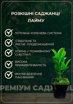 Лайм "Таити" (укорененный черенок)14