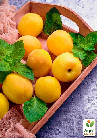 Абрикос "Ананасний" (середній термін дозрівання) - фото 5