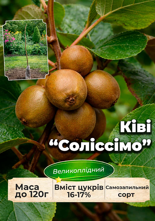 Эксклюзив! Киви "Солиссимо" (Solissimo) (премиальный, самоопыляемый сорт)