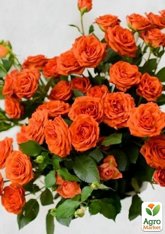Троянда в контейнері дрібноквіткова "Оранж Бейбі" (саджанець класу АА+) - фото 4