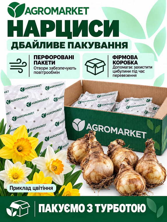 Нарцисс "Gay Tabor"