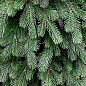 Новогодняя елка искусственная "Альпийская" высота 180см (пышная, зеленая) Праздничная красавица! цена