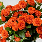 Роза в контейнере мелкоцветковая "Оранж Бейби" (саженец класса АА+)