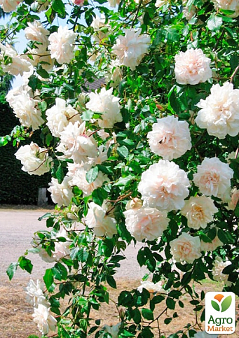 Троянда плетиста "Мадам Альфред Карр'єр" (саджанець класу АА+) вищий сорт - фото 6