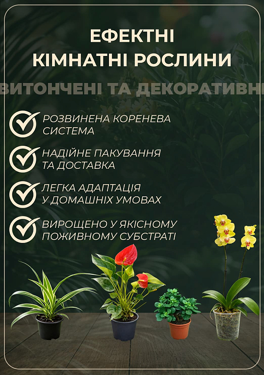 Маранта "Fascinator"