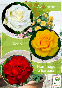 Окулянти Троянди на штамбі Триколор «Kerio + Avalanche + Hommage a Barbara»1