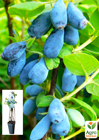 LMTD Жимолість "Duet" (сортова, укорінена)