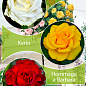 Окулянти Троянди на штамбі Триколор «Kerio + Avalanche + Hommage a Barbara»