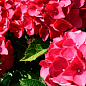 Гортензия крупнолистная красная "Красная красавица" (Red beauty)