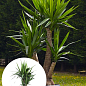 LMTD Юкка Гигантская Слоновая 3-х летняя "Yucca Elephanipes" (высота 45-65см)
