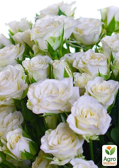 Троянда дрібноквіткова (спрей) "Біла Лідія" (саджанець класу АА +) вищий сорт3