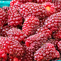 LMTD Ежемалина "Tayberry" (сортовая, укорененная) купить