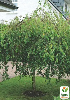 Береза повисла "Youngii" С5 висота 140-180см16