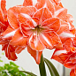 Гиппеаструм махровый "Sunshine Nymph" (Амариллис) 