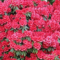 LMTD Рододендрон цветущий 5-и летний "Red Jack" (высота 40-50см) цена