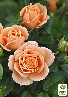Роза миниатюрная "Клементина" (саженец класса АА+) высший сорт2