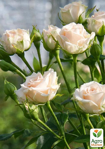 Роза мелкоцветковая (спрей) "Jana" (саженец класса АА+) высший сорт - фото 4