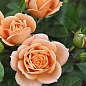 Роза миниатюрная "Клементина" (саженец класса АА+) высший сорт