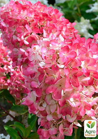 Гортензия метельчатая 2-х летняя "Diamant Rouge" высота саженца 20-30см - фото 4