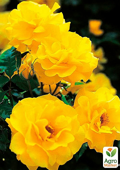 Эксклюзив! Роза флорибунда ярко-жёлтая "Дамский каприз" (Ladies caprice) (премиальный обильноцветущий сорт)2