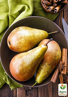 Ексклюзив! Груша жовта з темно-червоним рум'янцем "Солодкість" (Sweetness) преміальний морозостійкий сорт7