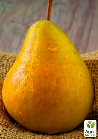 Груша "Дюшес" (зимний сорт, поздний срок созревания)