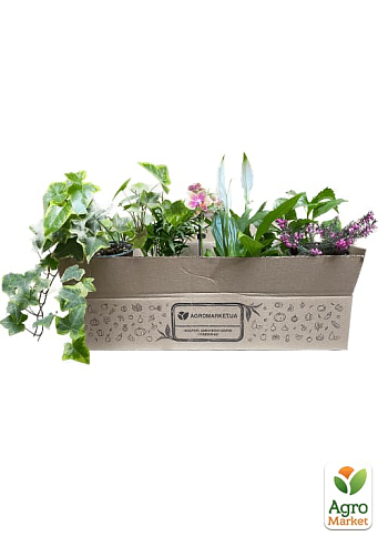 Орхідея Super Mini (Phalaenopsis) "Lemon" - фото 5