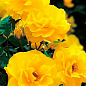 Ексклюзив! Троянда флорибунда яскраво-жовта "Дамський каприз" (Ladies caprice) (преміальний рясно сорт)